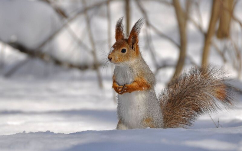Red Squirrel in Snow — Winter