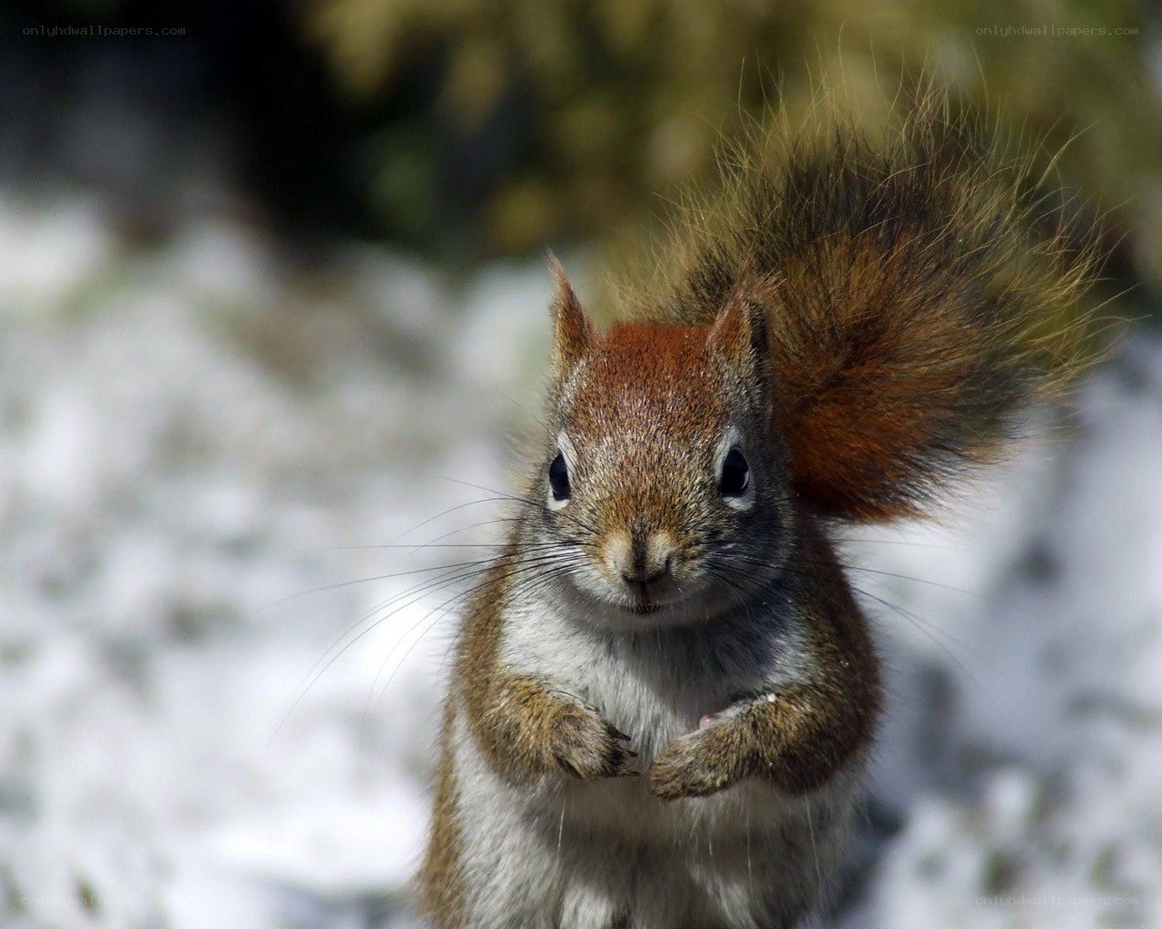 Red squirrel in snow