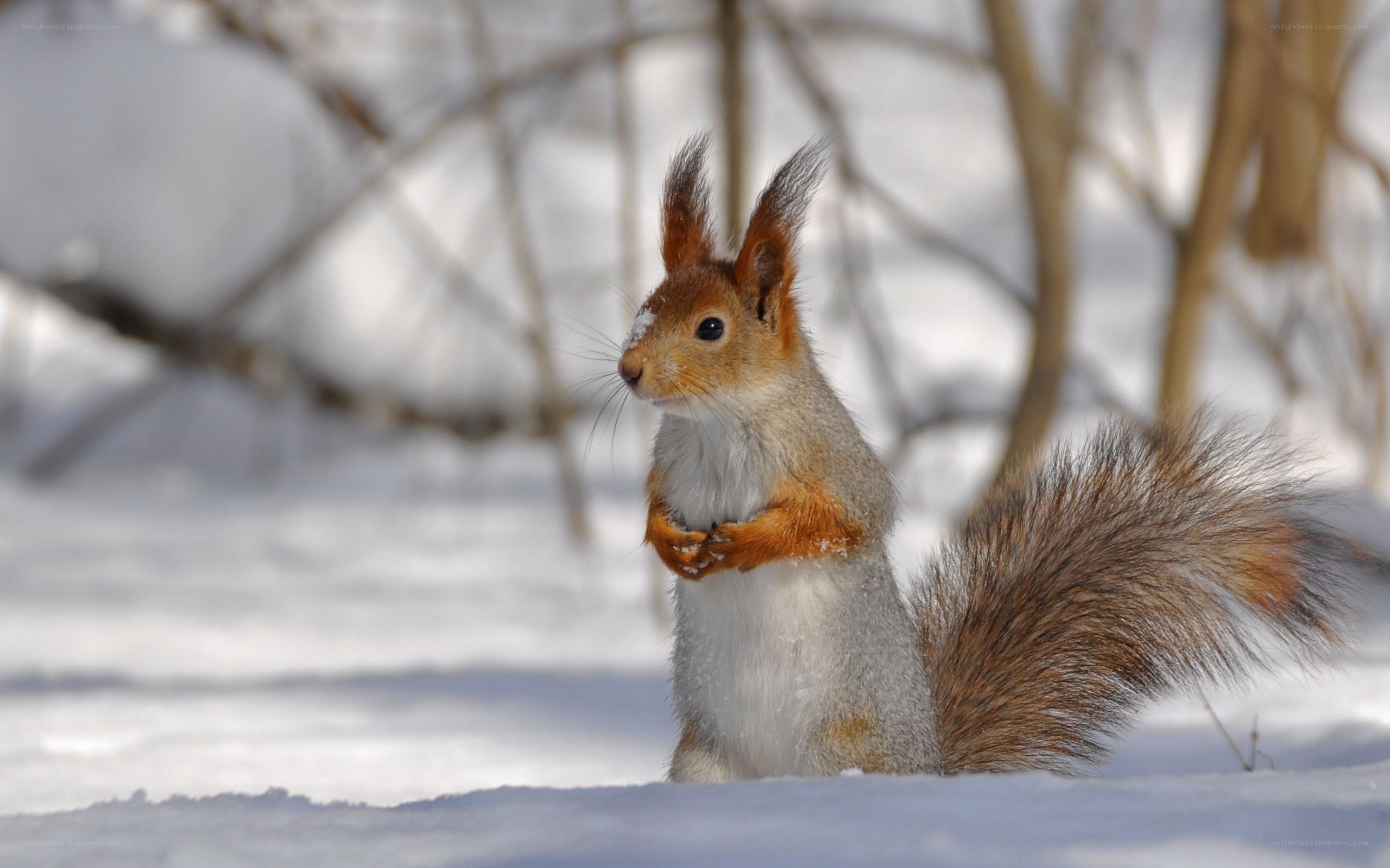 Red squirrel in snowy forest