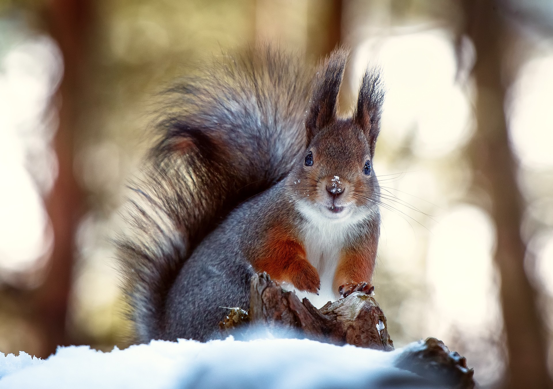 Red squirrel in snowy forest