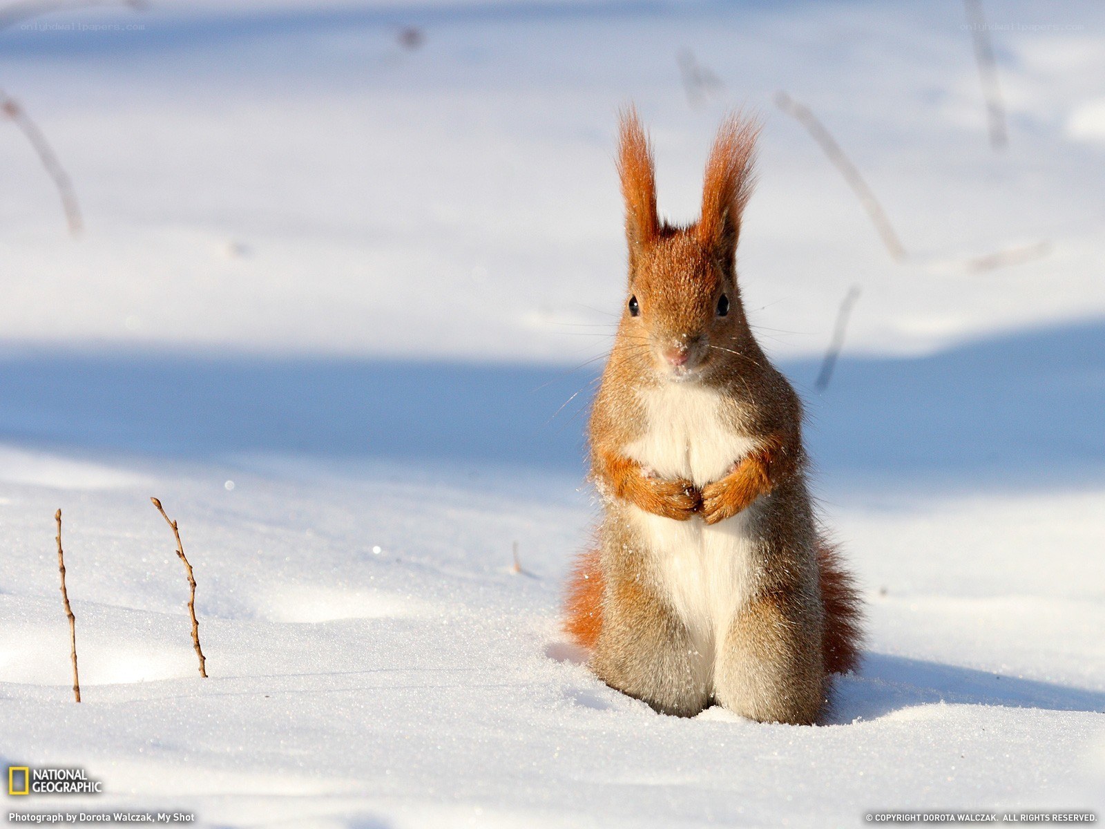 Red squirrel in snowy landscape