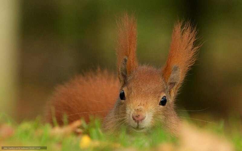 Red squirrel in the forest