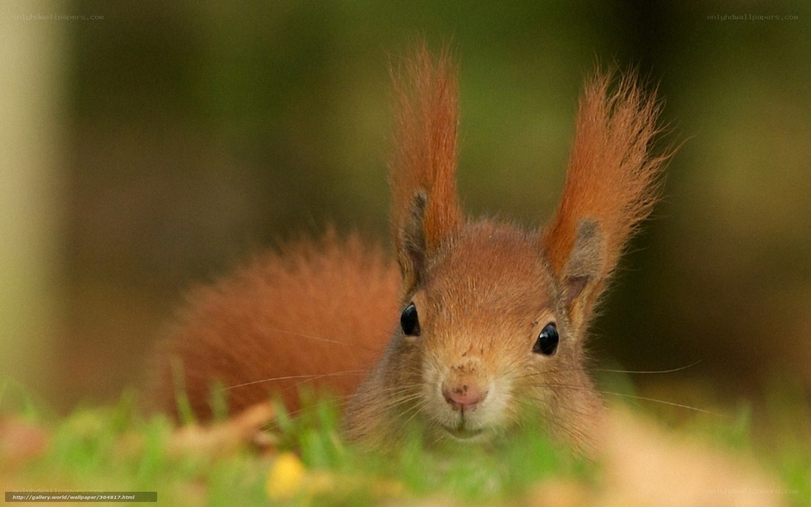 Red squirrel in the forest