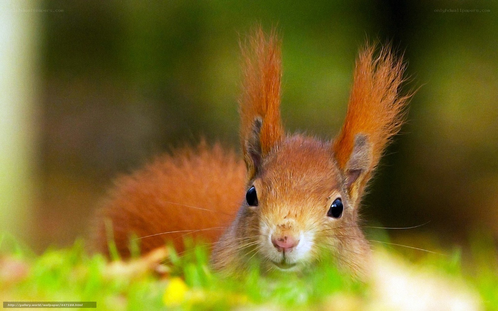 Red squirrel in the grass