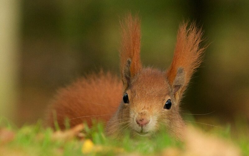 Red squirrel in the grass