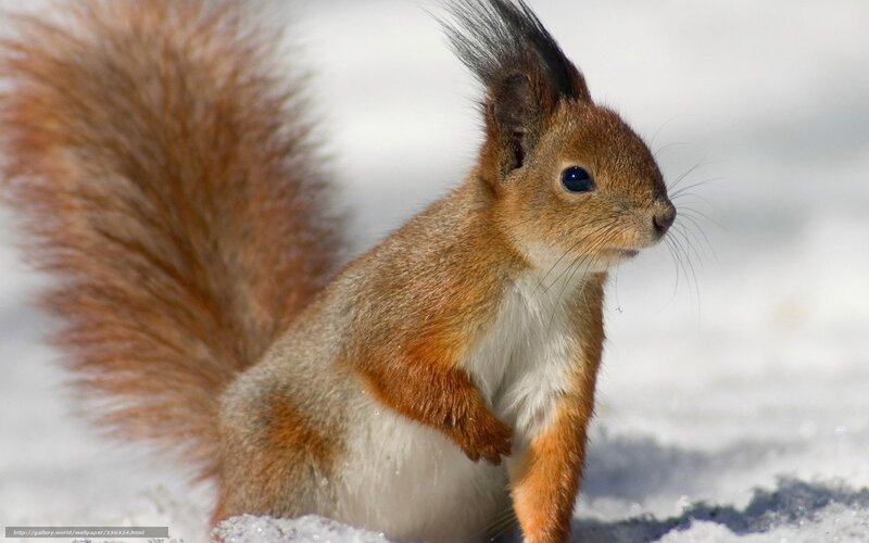 Red squirrel in the snow