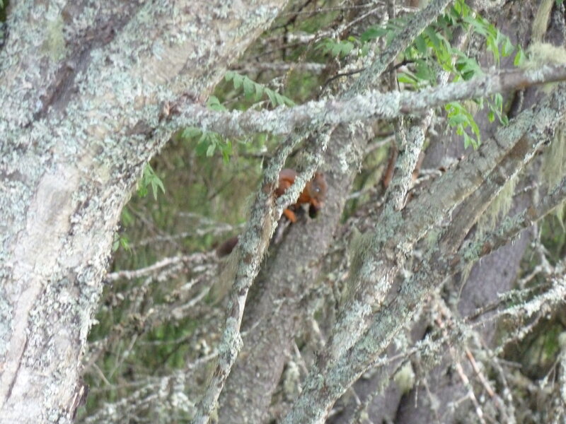 Red Squirrel in Tree — Brown, Natural