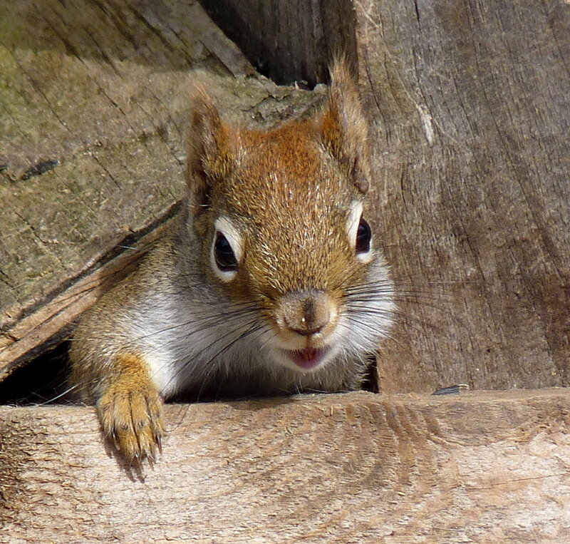 Red Squirrel in Tree — Brown
