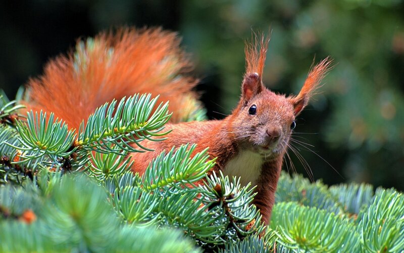 Red Squirrel in Tree — Curious