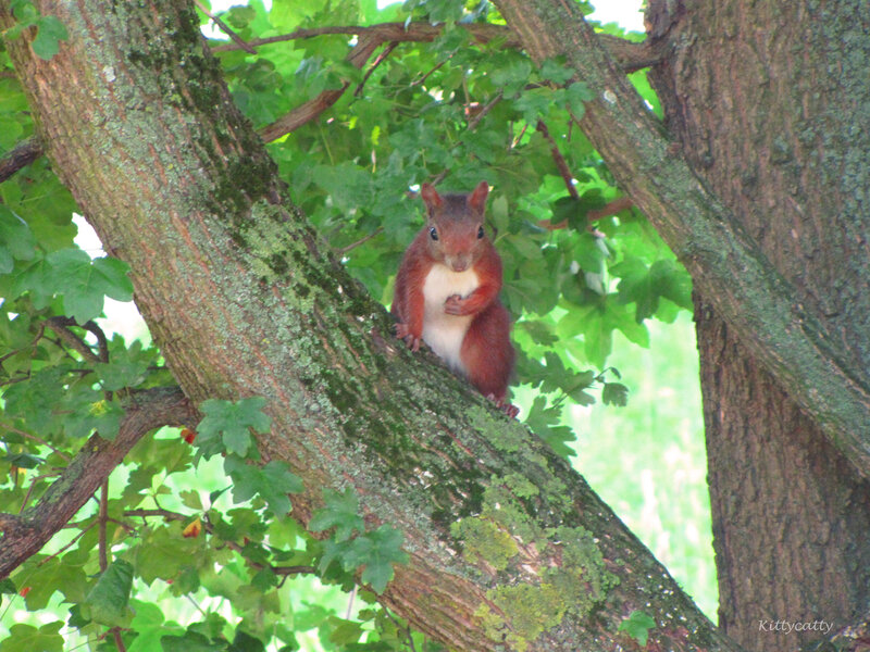Red Squirrel in Tree — Green, Calm