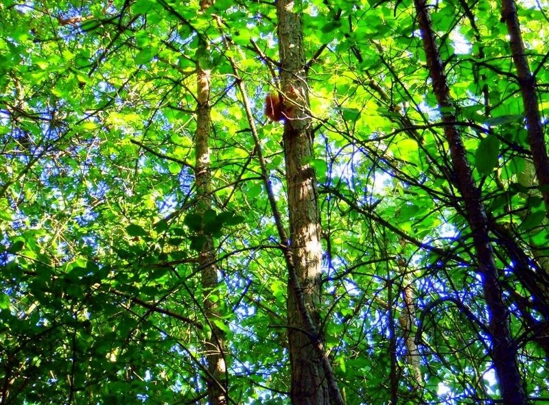 Red Squirrel in Tree — Green