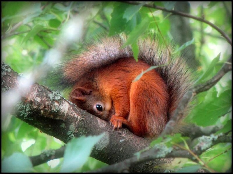 Red Squirrel in Tree
