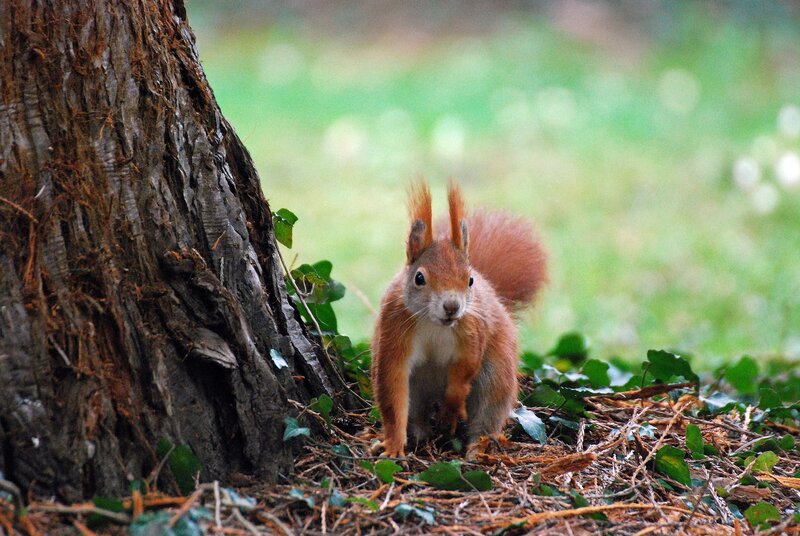 Red Squirrel Near Tree