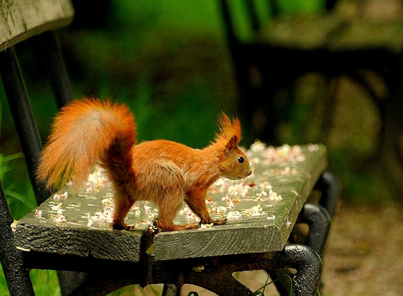 Red squirrel on a bench