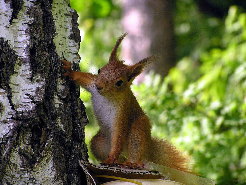 Red squirrel on a birch tree