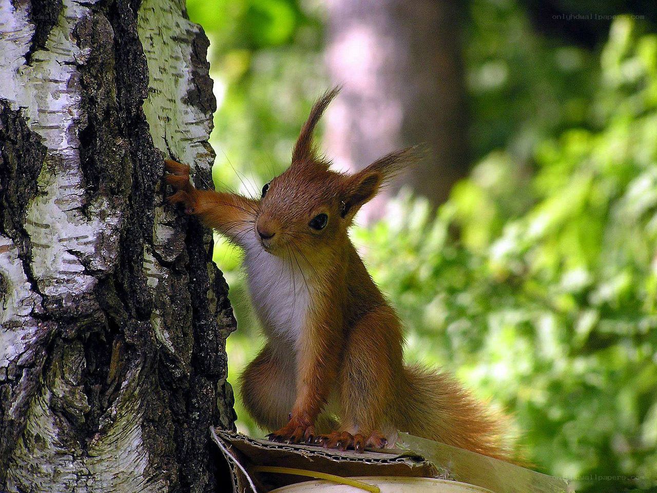 Red squirrel on a birch tree