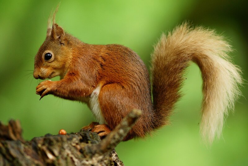 Red squirrel on a branch