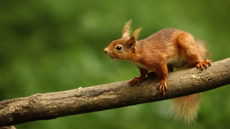 Red squirrel on a branch