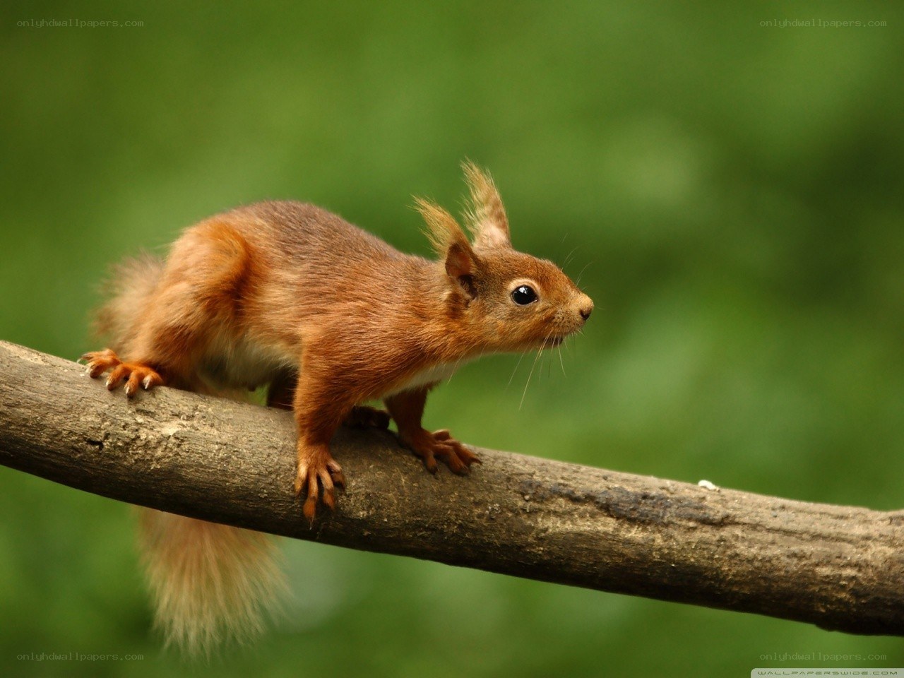 Red squirrel on a branch