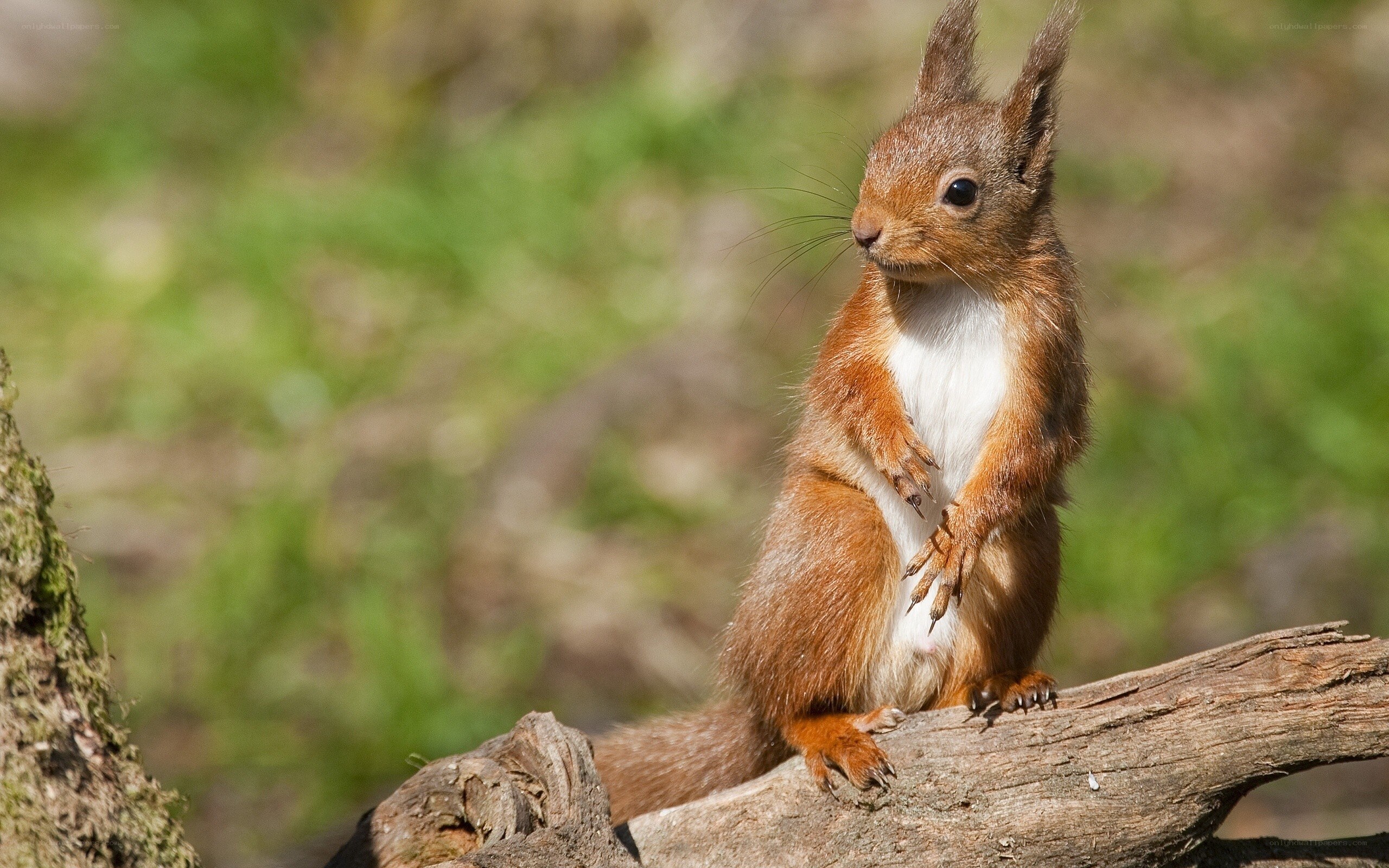 Red squirrel on a branch