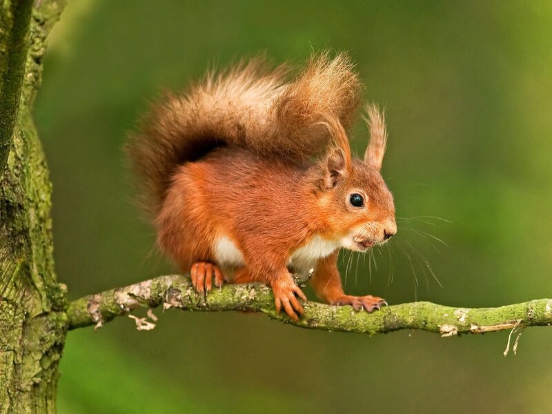 Red squirrel on a branch