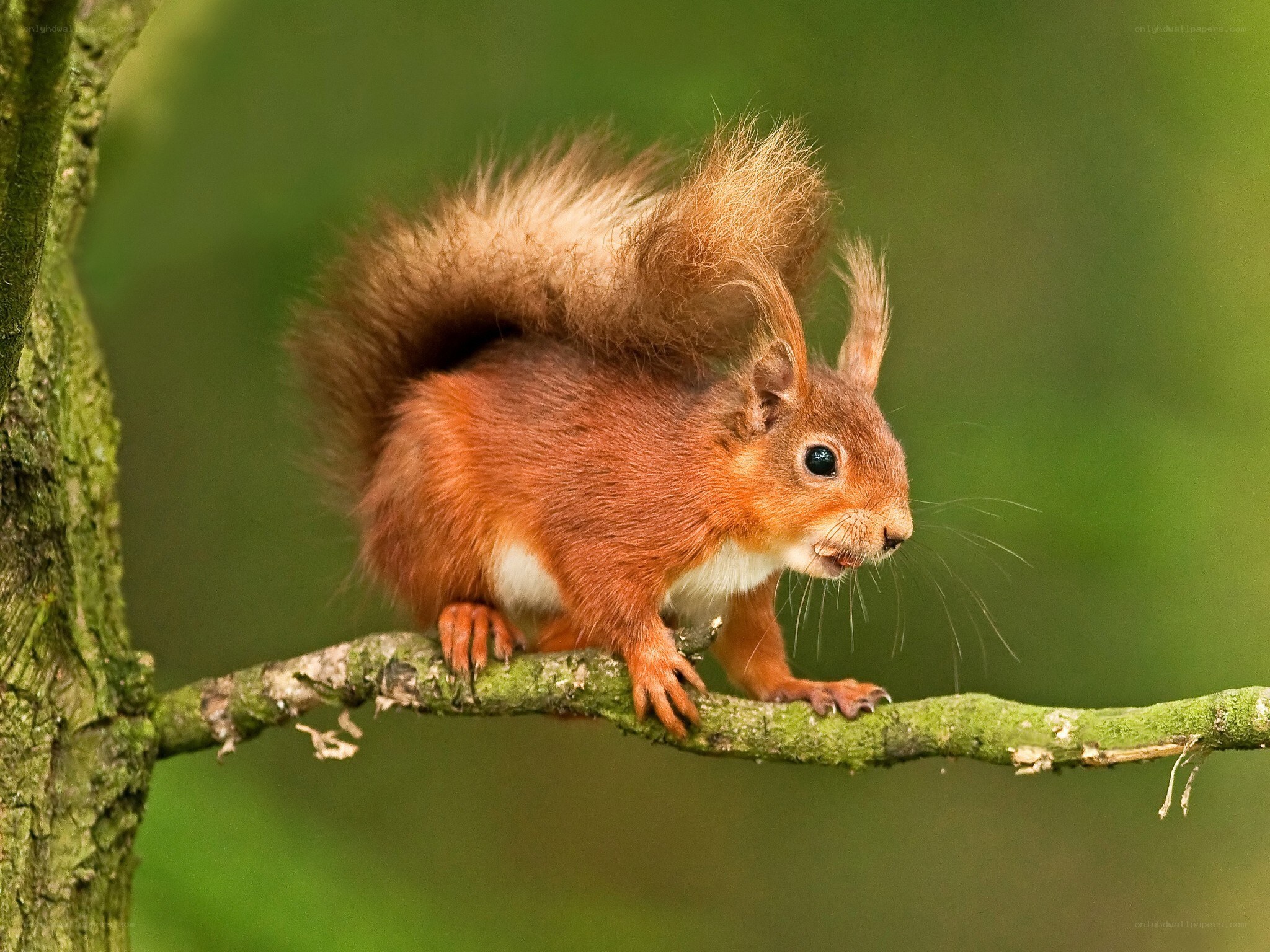 Red squirrel on a branch