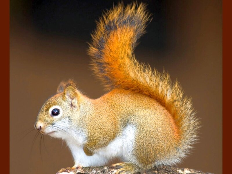 red squirrel on a branch