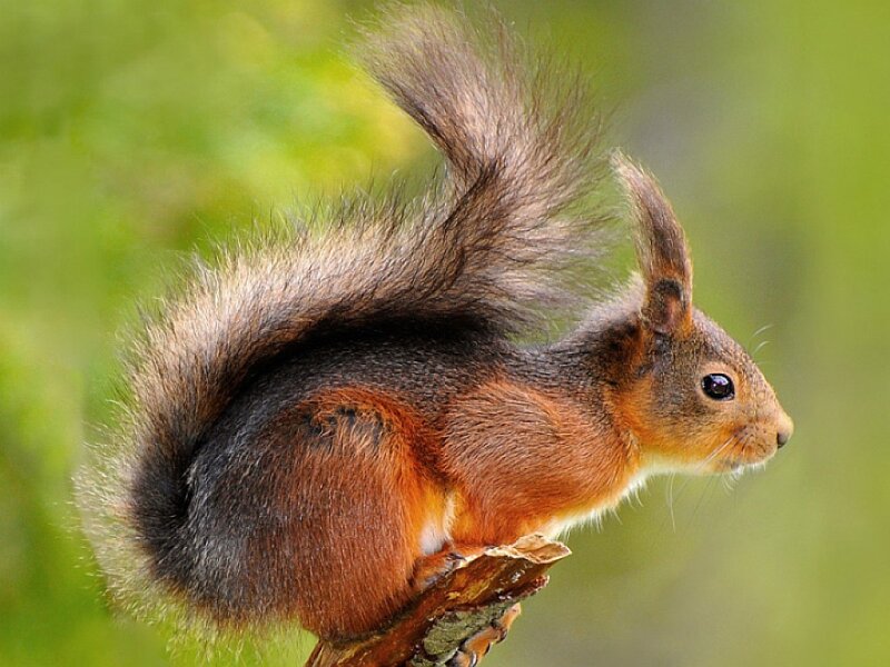 red squirrel on a branch