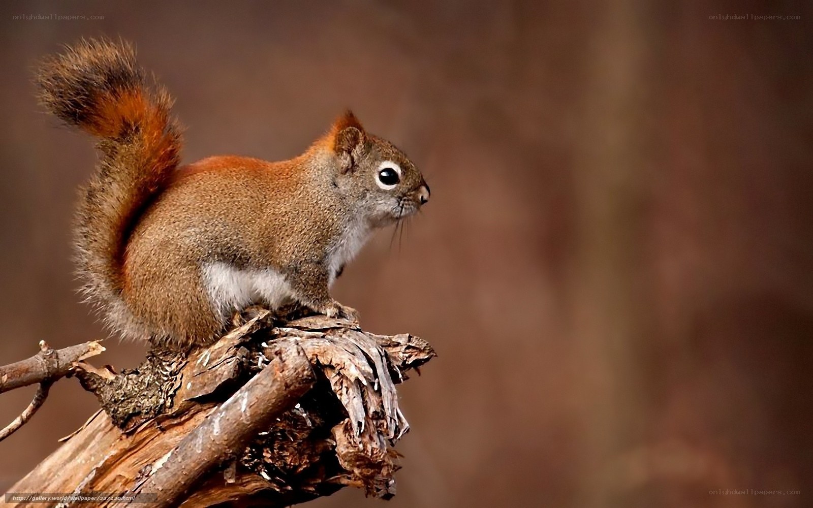 Red squirrel on a branch