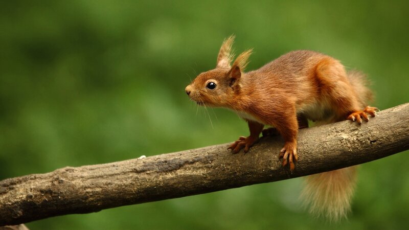 Red squirrel on a branch