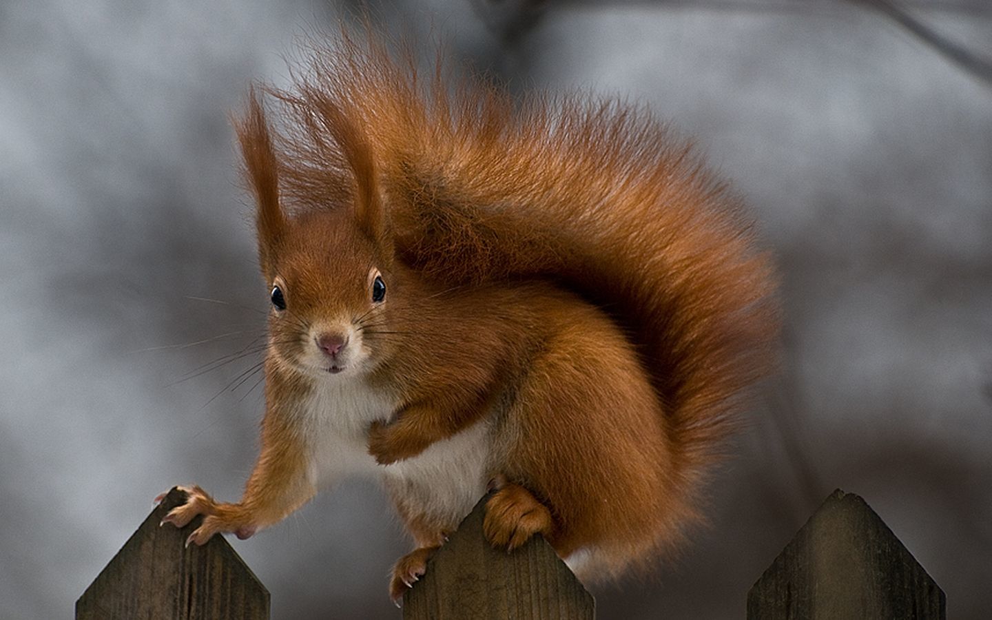 Red squirrel on a fence