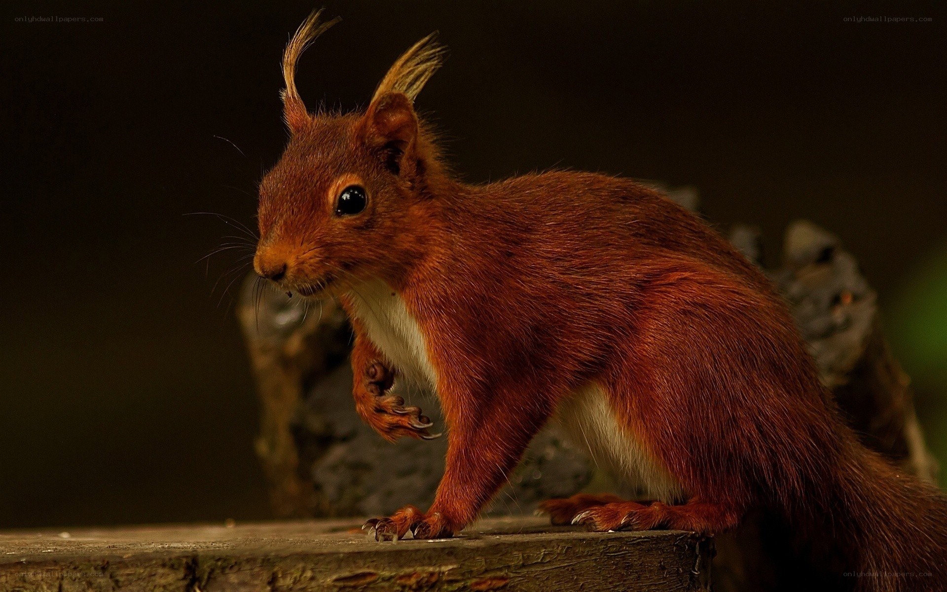 Red squirrel on a log