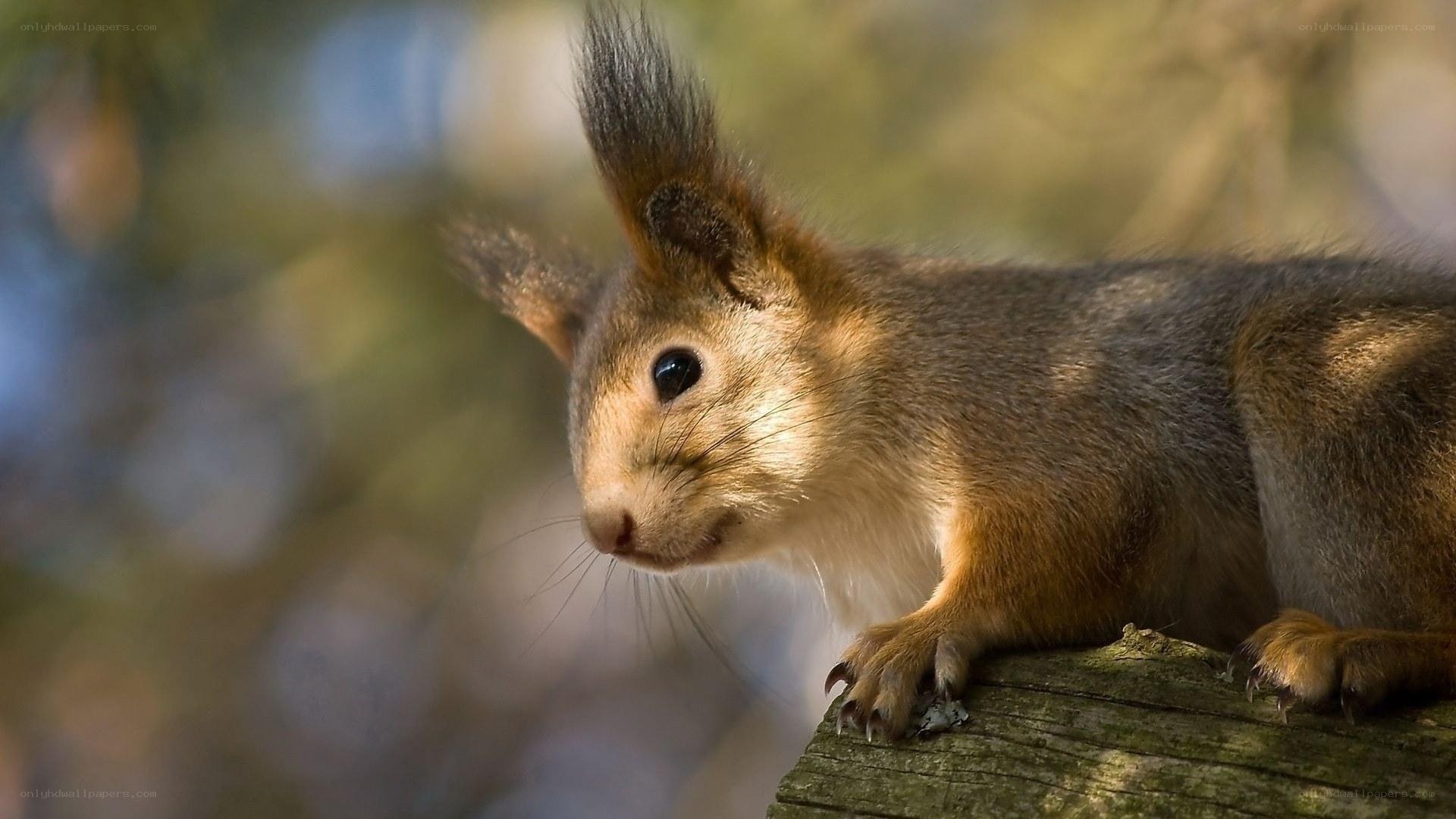 Red squirrel on a log