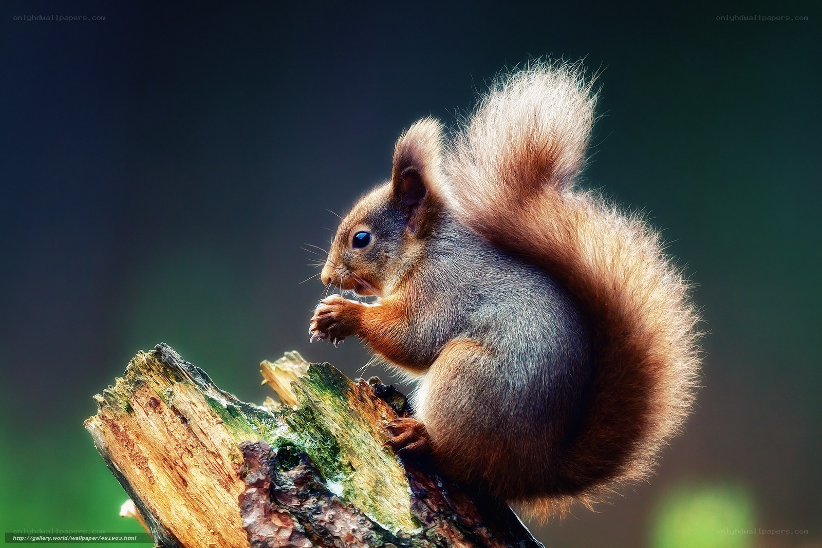 Red squirrel on a log