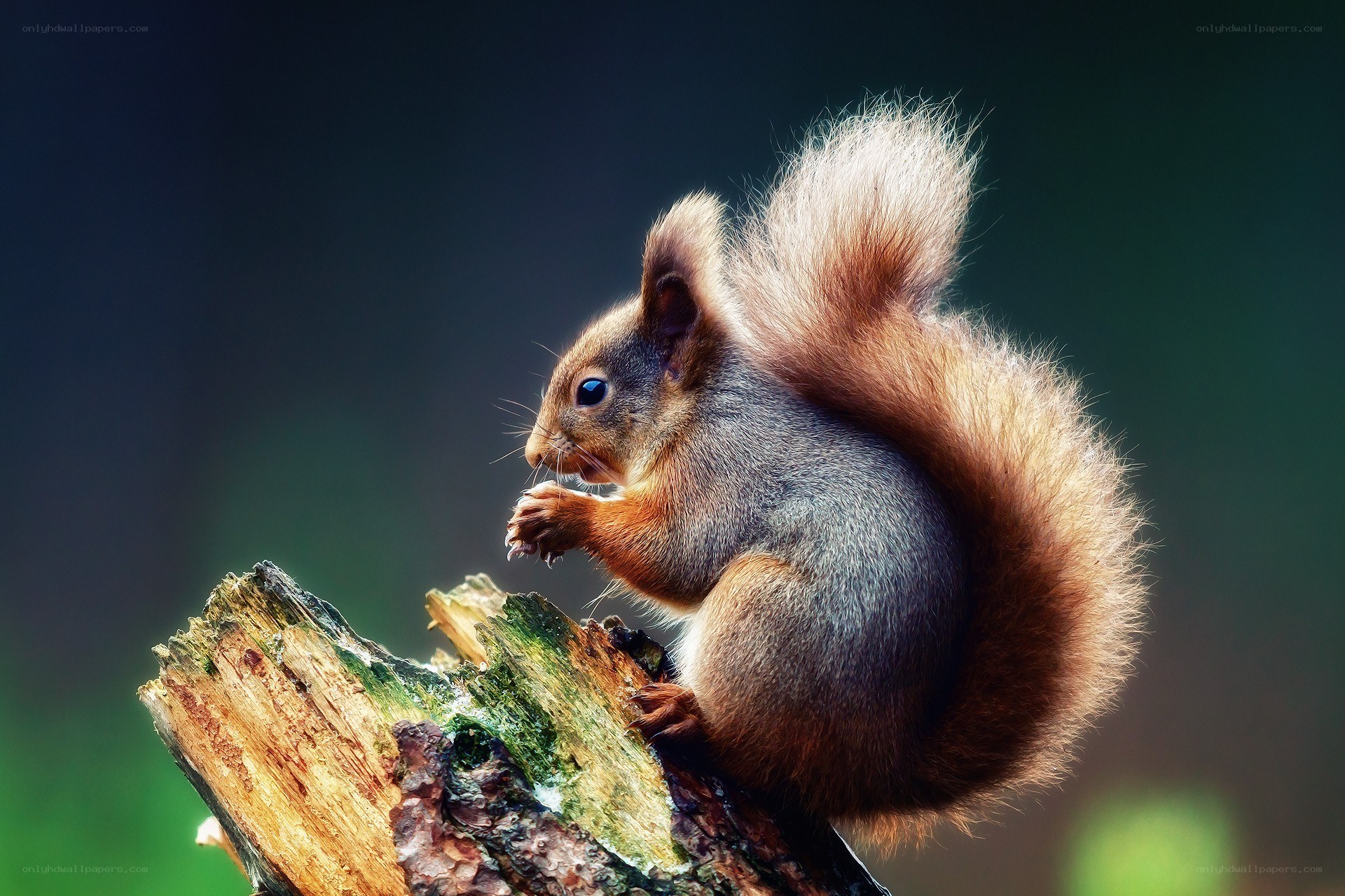 Red squirrel on a log