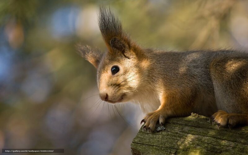 Red squirrel on a log