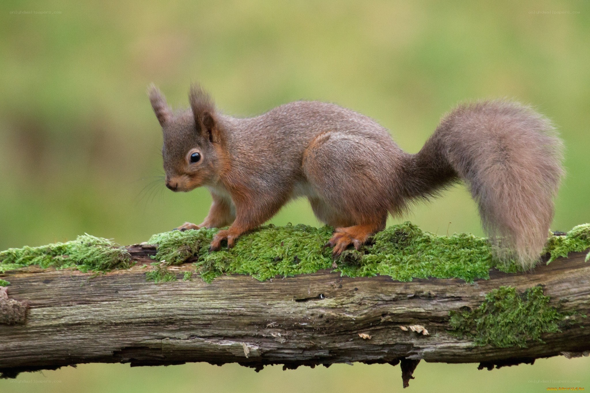 Red squirrel on a mossy branch