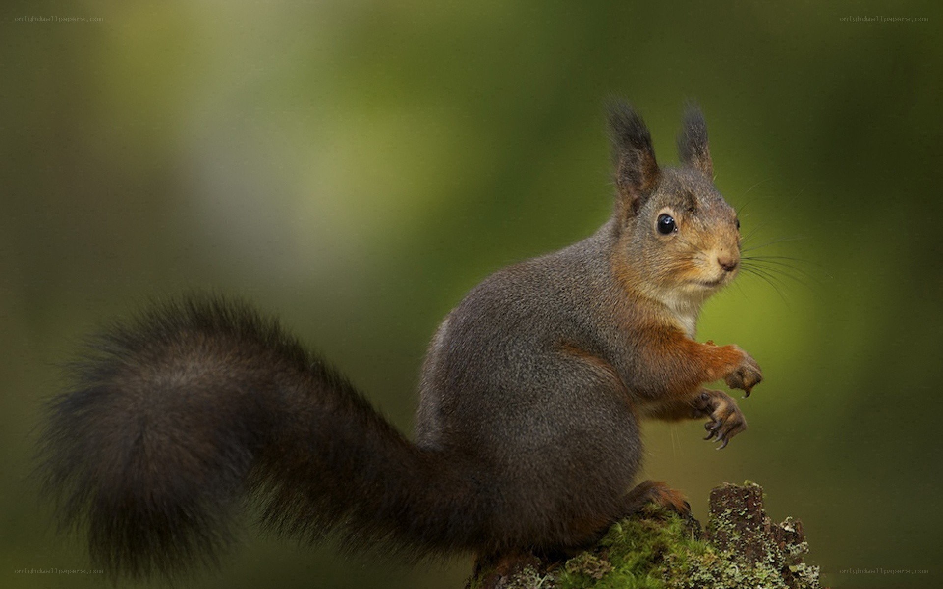 red squirrel on a mossy branch