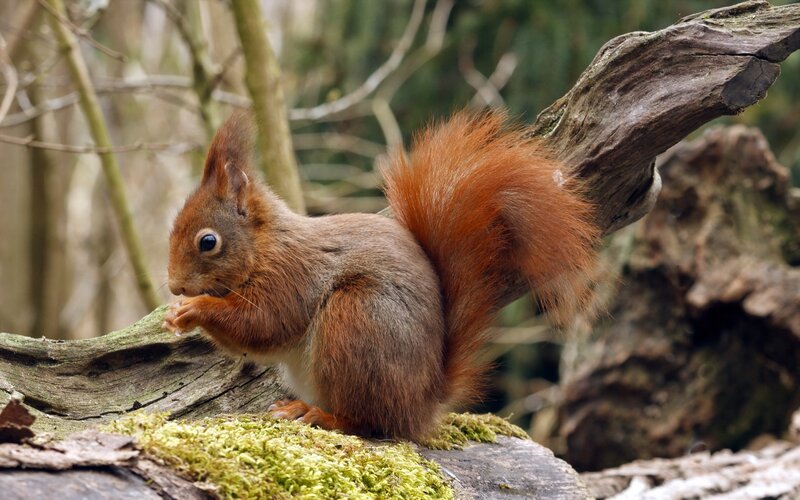 Red squirrel on a mossy log