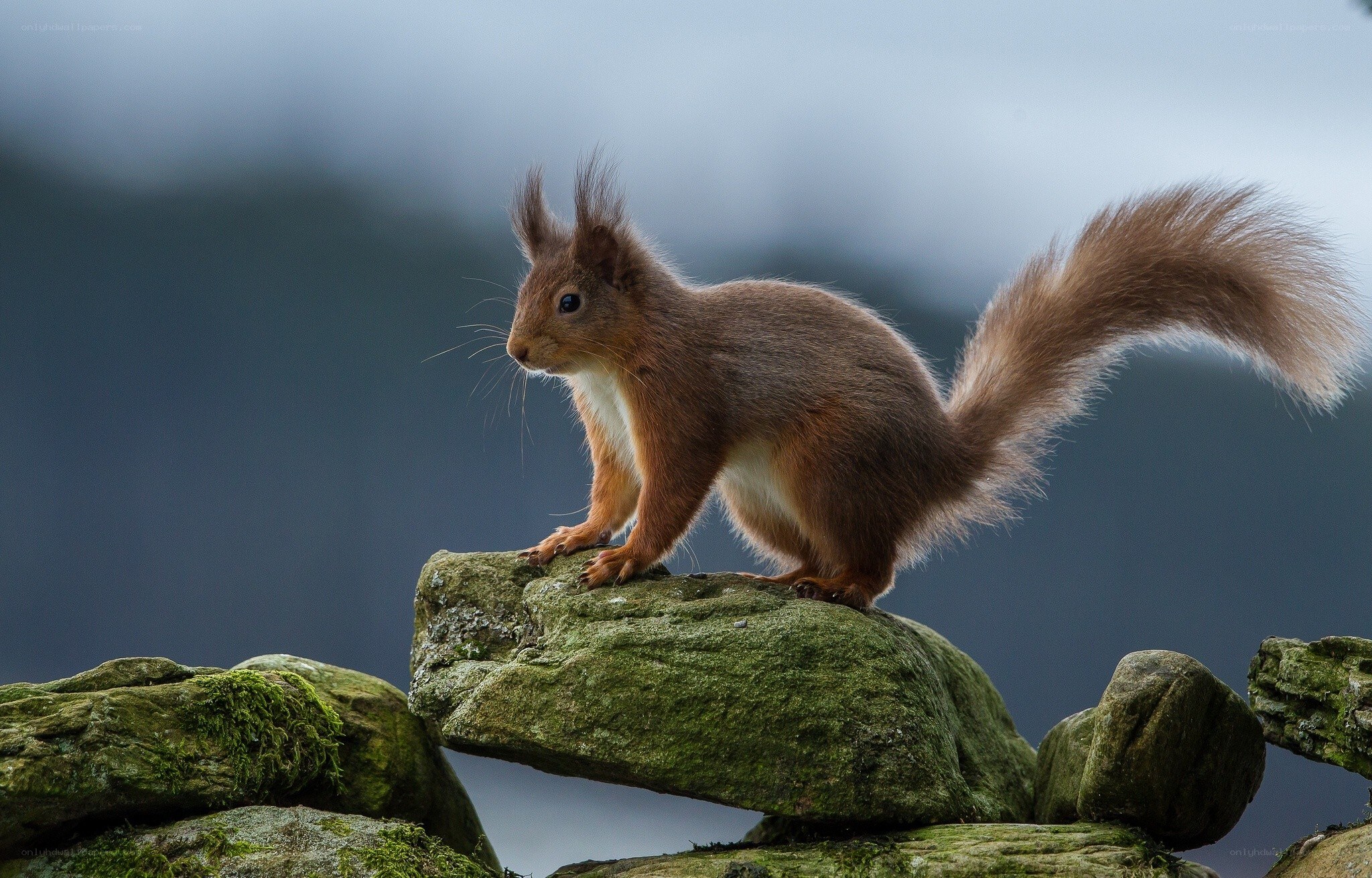Red squirrel on a mossy rock
