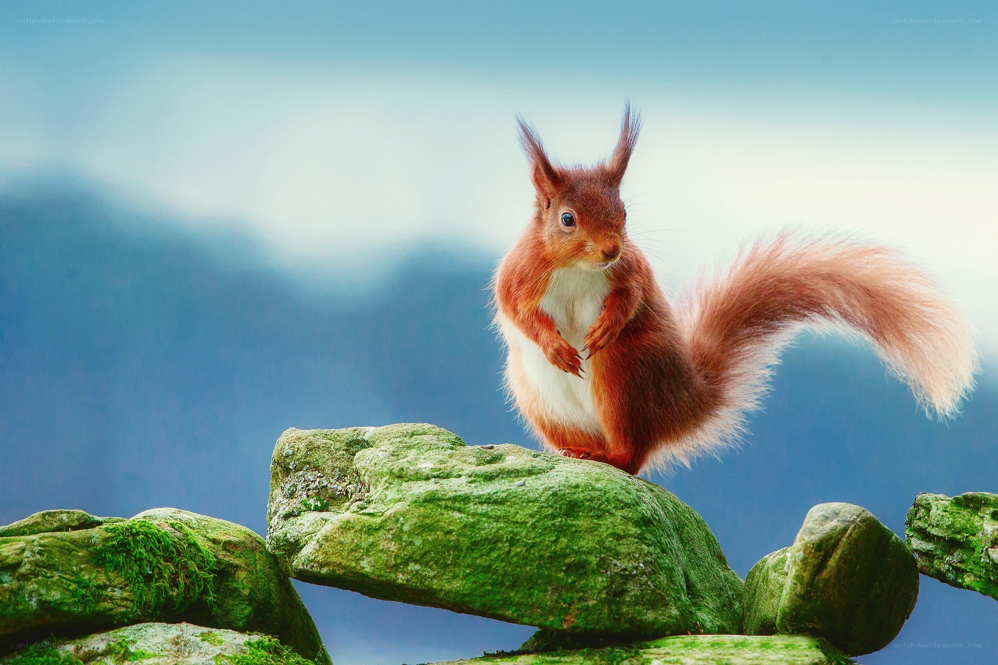 Red squirrel on a mossy rock