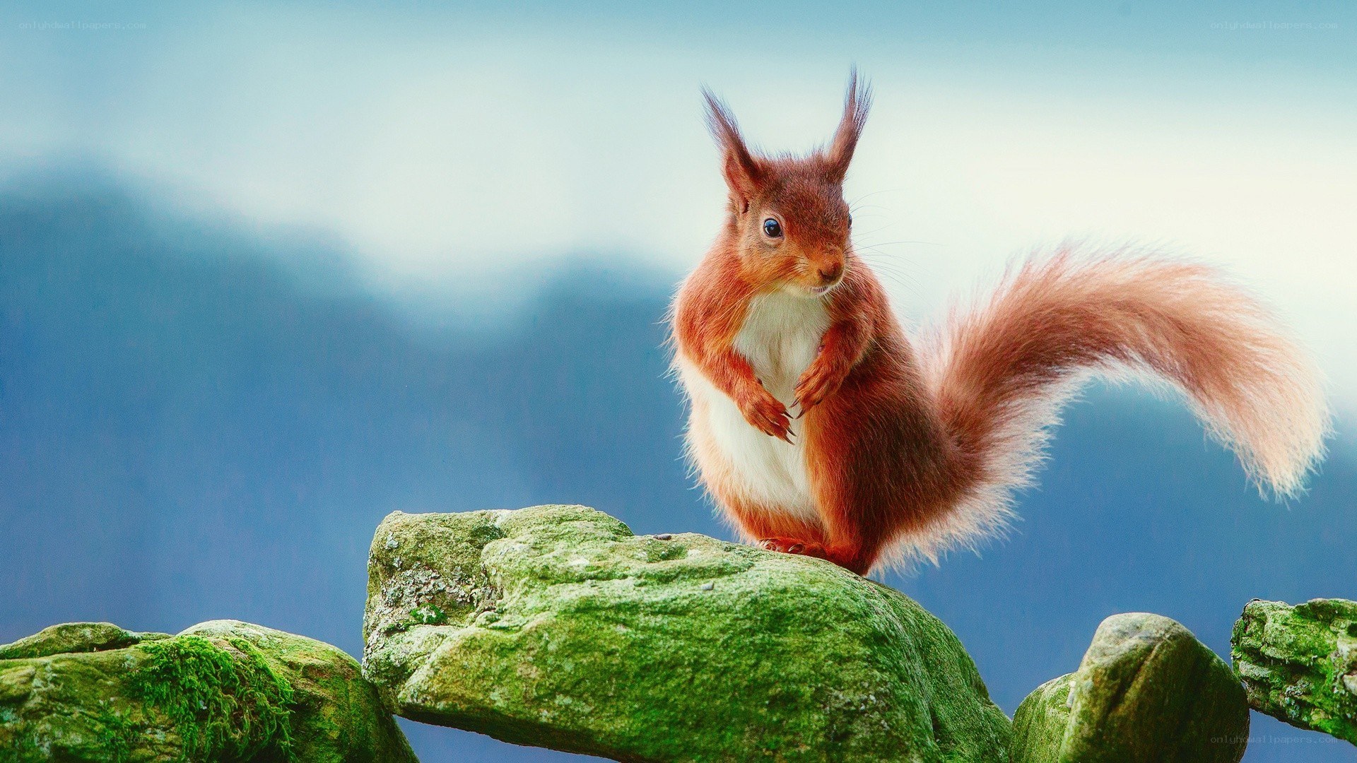 Red squirrel on a mossy rock