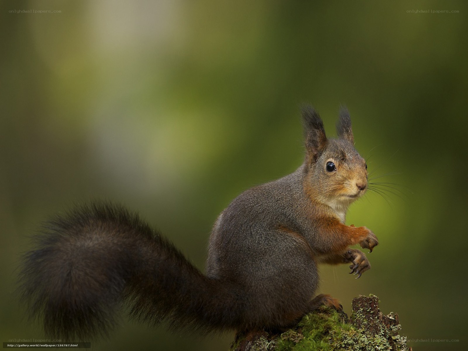 Red squirrel on a mossy stump