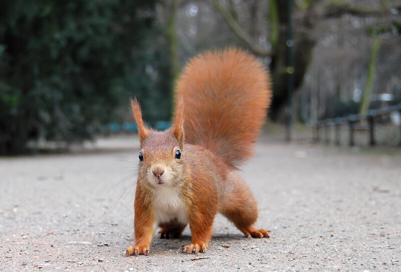 Red squirrel on a path