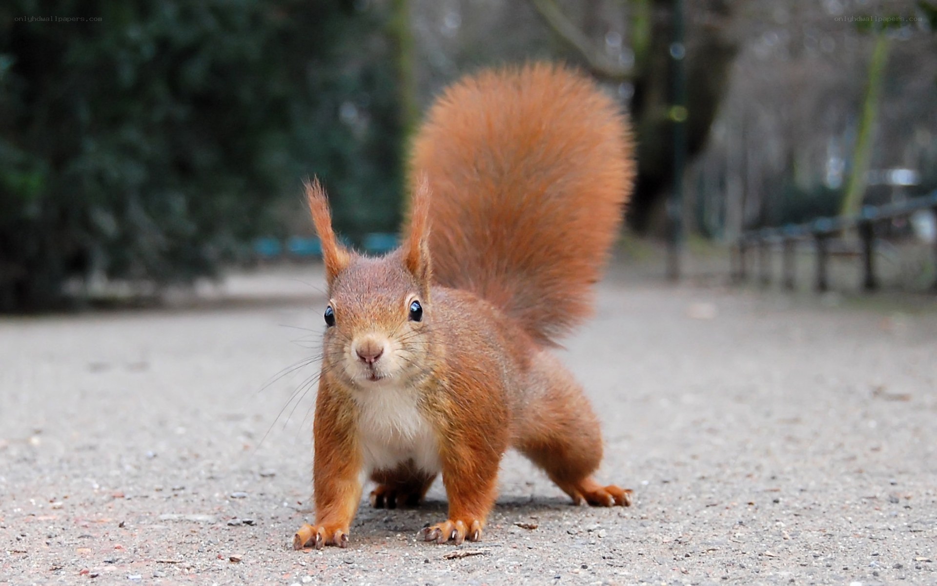 Red squirrel on a path