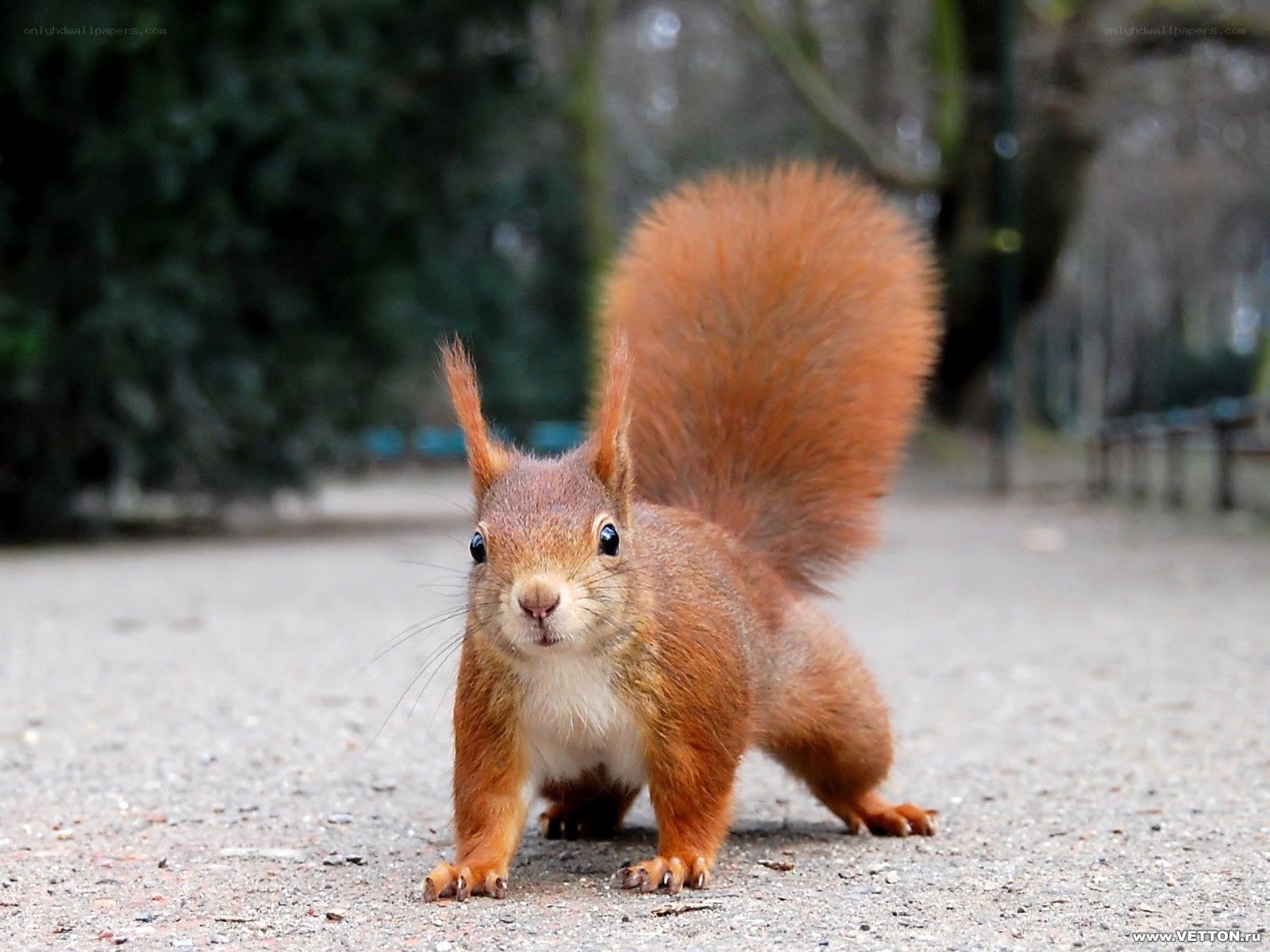 Red squirrel on a path