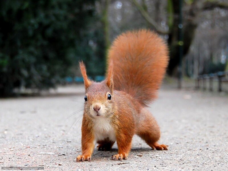 Red squirrel on a path