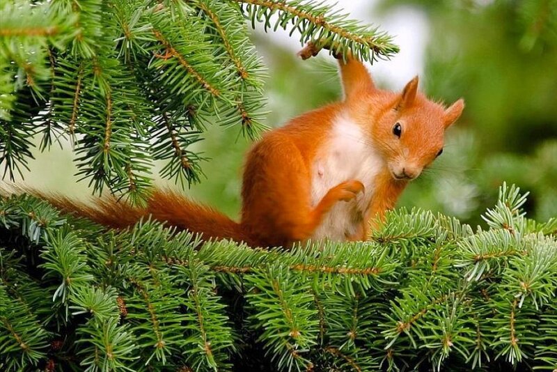 Red squirrel on a pine branch