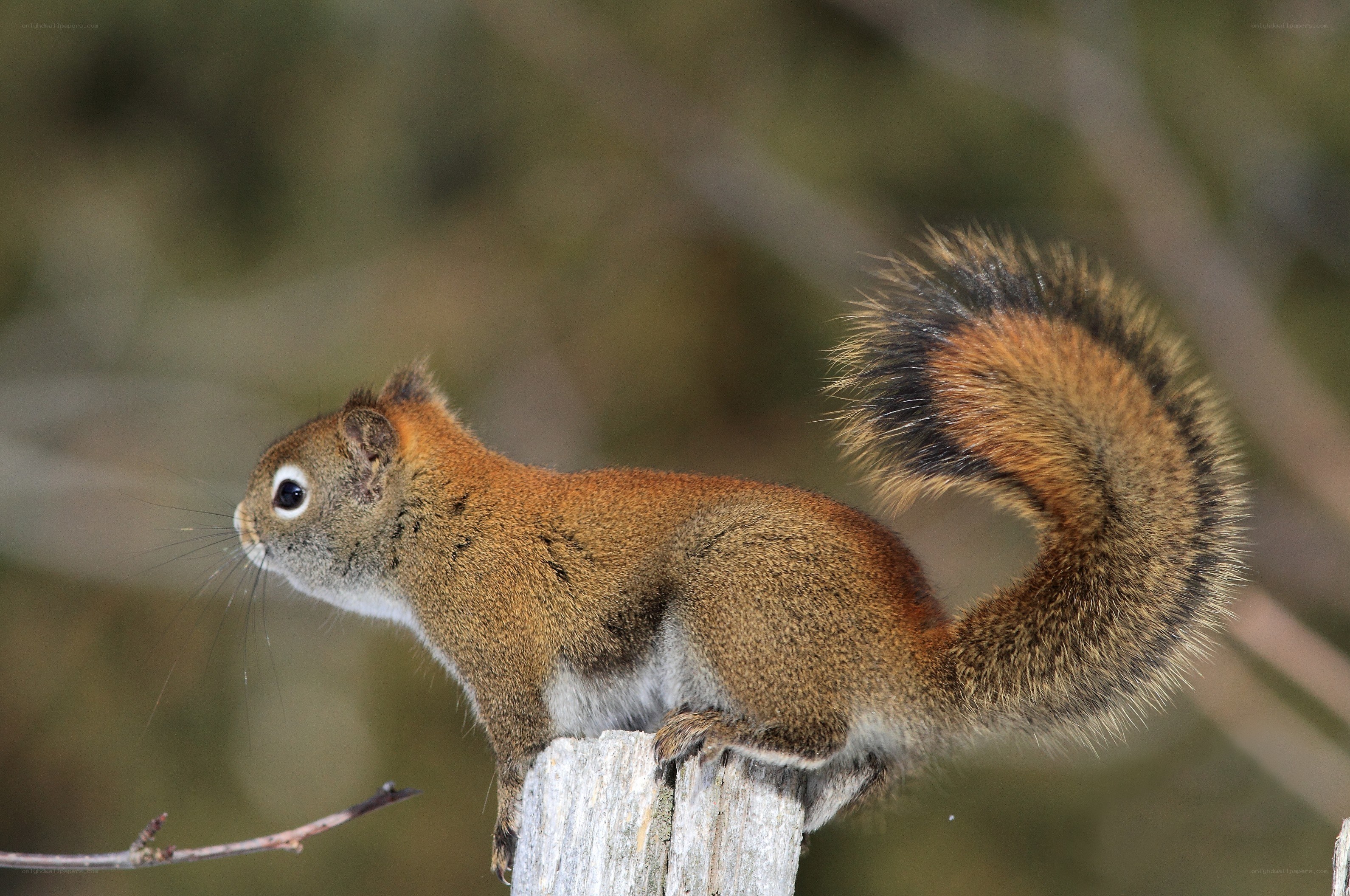 Red squirrel on a post