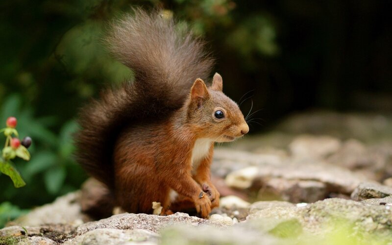 Red squirrel on a rock